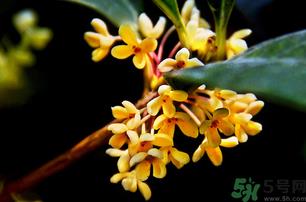 刚摘的桂花能吃吗?刚摘的桂花可以吃吗? 刚摘的桂花能吃吗?刚摘的桂花可以吃吗?