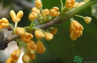 刚摘的桂花能吃吗?刚摘的桂花可以吃吗? 刚摘的桂花能吃吗?刚摘的桂花可以吃吗?