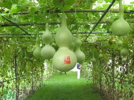 六月份可以种葫芦吗?葫芦几月份种? 六月份可以种葫芦吗?葫芦几月份种?