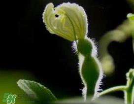 六月份可以种葫芦吗?葫芦几月份种? 六月份可以种葫芦吗?葫芦几月份种?