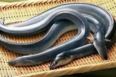 鳗鱼可以放冰箱冷藏吗 冰箱保存鳗鱼小技巧 鳗鱼可以放冰箱冷藏吗 冰箱保存鳗鱼小技巧