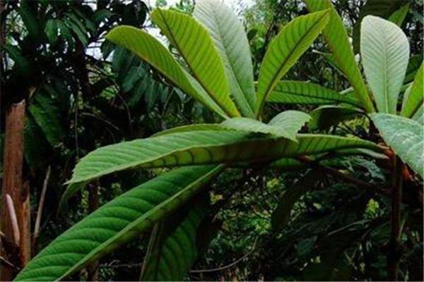 枇杷叶煮水能过夜喝吗 枇杷叶怎么保存时间长 枇杷叶煮水能过夜喝吗 枇杷叶怎么保存时间长