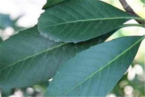 枇杷叶煮水能过夜喝吗 枇杷叶怎么保存时间长 枇杷叶煮水能过夜喝吗 枇杷叶怎么保存时间长