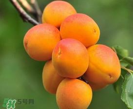 新鲜杏子可以放冰箱吗?新鲜杏子怎么保存? 新鲜杏子可以放冰箱吗?新鲜杏子怎么保存?