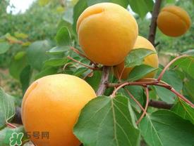 新鲜杏子可以放冰箱吗?新鲜杏子怎么保存? 新鲜杏子可以放冰箱吗?新鲜杏子怎么保存?