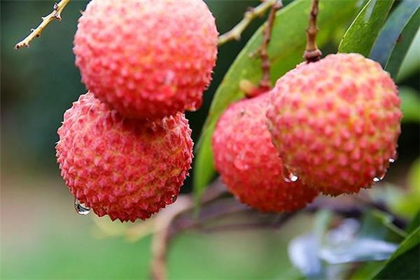 荔枝含糖高吗 荔枝糖尿病人可以吃吗 荔枝含糖高吗 荔枝糖尿病人可以吃吗