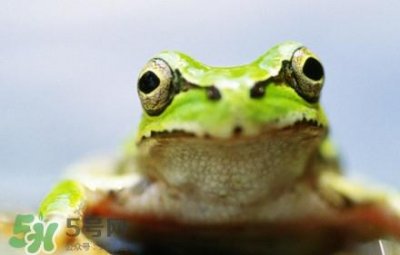 青蛙有毒吗?青蛙有寄生虫吗