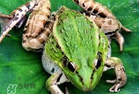 青蛙有毒吗?青蛙有寄生虫吗 青蛙有毒吗?青蛙有寄生虫吗