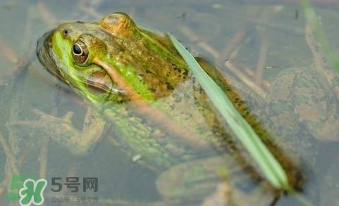 青蛙有毒吗?青蛙有寄生虫吗 青蛙有毒吗?青蛙有寄生虫吗