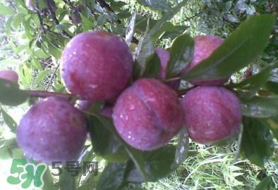 三华李是酸性还是碱性?三华李是不是碱性水果 三华李是酸性还是碱性?三华李是不是碱性水果