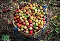 三华李是酸性还是碱性?三华李是不是碱性水果 三华李是酸性还是碱性?三华李是不是碱性水果