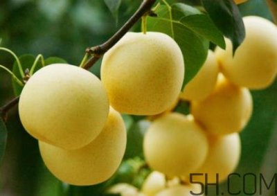 雪梨可以放冰箱吗?雪梨怎么保存?