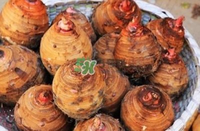 香芋是酸性还是碱性?香芋是凉性还是热性?