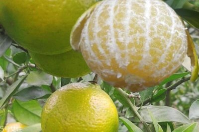 皇帝柑怎么保存 皇帝柑可以放冰箱吗