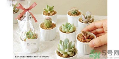 什么是多肉蛋糕?多肉蛋糕怎么做?