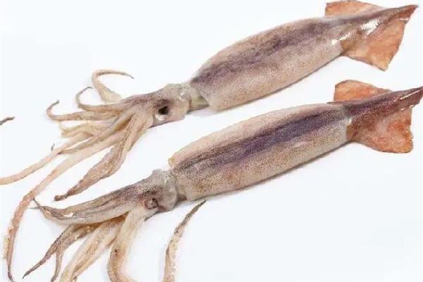 新鲜鱿鱼有黑点是不是坏了 新鲜鱿鱼有点酸能吃吗 新鲜鱿鱼有黑点是不是坏了 新鲜鱿鱼有点酸能吃吗