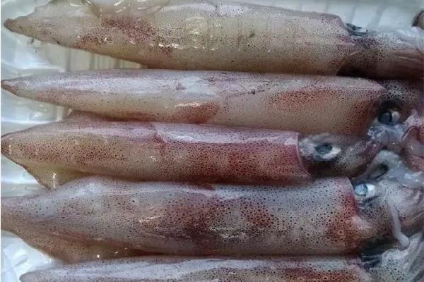 新鲜鱿鱼有黑点是不是坏了 新鲜鱿鱼有点酸能吃吗 新鲜鱿鱼有黑点是不是坏了 新鲜鱿鱼有点酸能吃吗