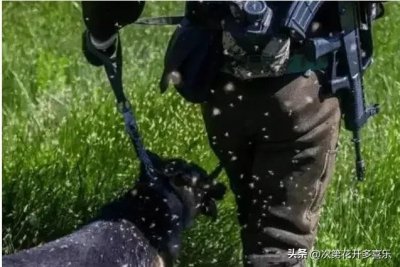 世界上最毒的十种蚊子