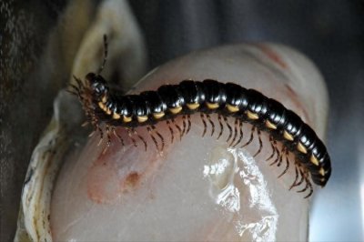 家里出现百脚虫是怎么回事?家里经常出现百脚虫的原因一二!