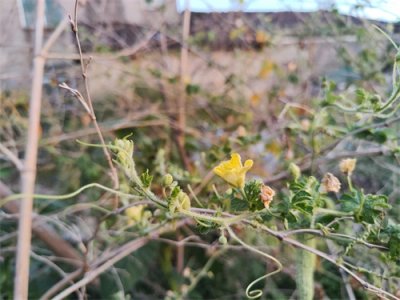 佛教故事:锁骨菩萨