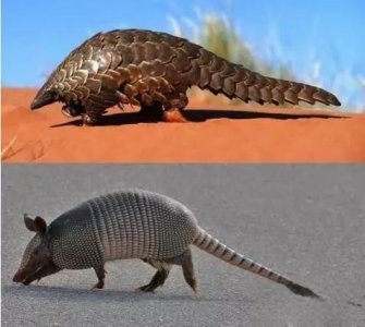 穿山甲和犰狳的区别,犰狳为什么有麻风病