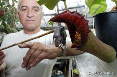 我叫猪笼草,是比较罕见的“食肉植物”,家里的蚊子我包了