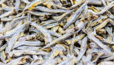 金线鱼的营养价值及功效