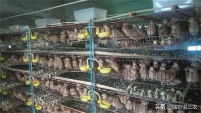 养一万只鹌鹑一年能有多少收入