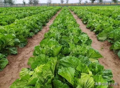大白菜什么时候种植最好?大白菜的种植时间和方法,菜农不要错过