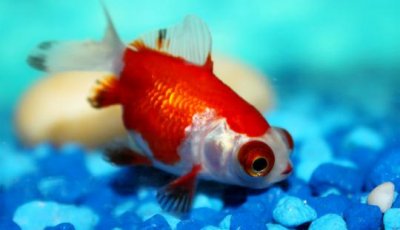 ​教你正确饲养金鱼的方法