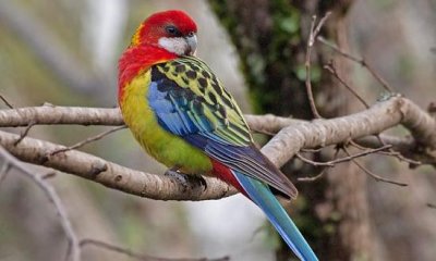 ​超级鹦鹉的简介 超级鹦鹉的产地