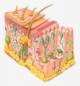 ​屏障 你的皮肤屏障可能受损了！如何修复？注意这个关键细节→