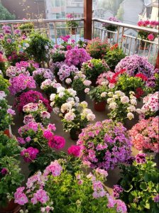 ​想要“开花爆”，一分钟教你做“磷钾肥料”