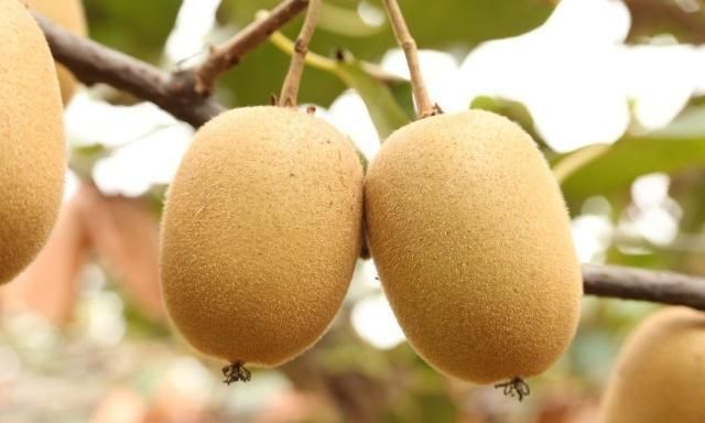 奇异果和猕猴桃一样吗,狐狸桃和猕猴桃的区别?图3