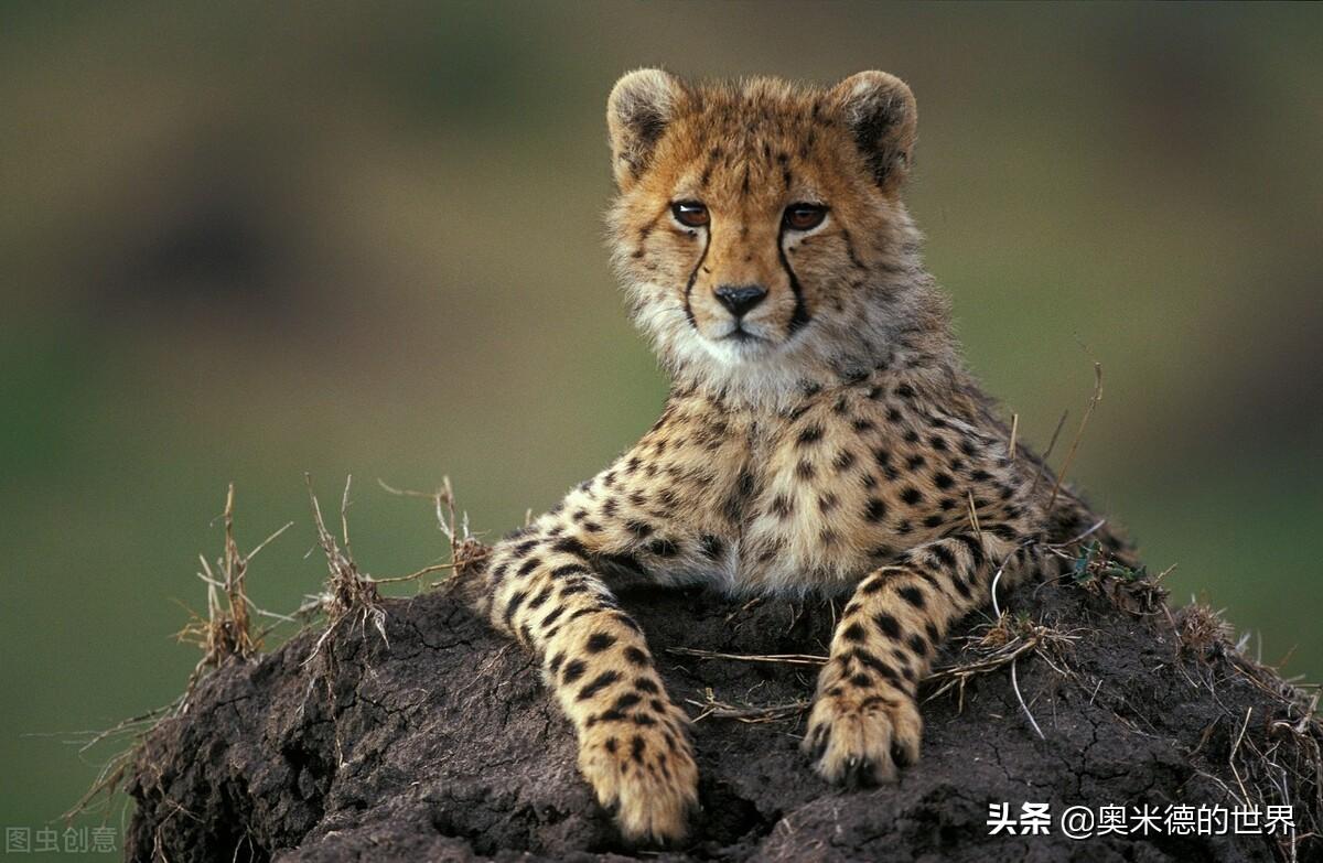 阿尔及利亚是黑人还是白人(阿尔及利亚是哪个洲的国家)