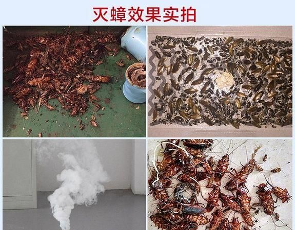 家里怎样自制灭蟑螂的药