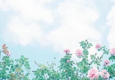 茅台王子酒怎么样茅台王子酒多少钱一瓶