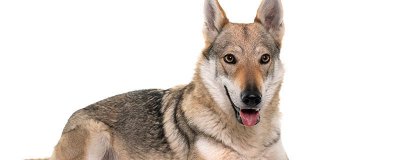 狼狗有几个品种 狼狗有哪些品种叫什么名字