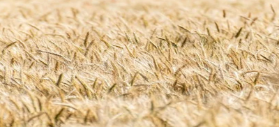 粮食储存过程中易发生结露的情况有哪些(粮食结露现象产生的主要原因)