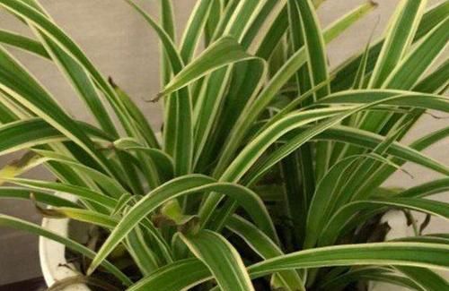 金边吊兰叶尖干黄是怎么回事儿