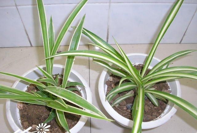 怎样防止金边吊兰叶尖枯萎掉