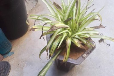 ​金边吊兰叶子发黄是怎么回事,金边吊兰可以放在室内养吗卧室养吗