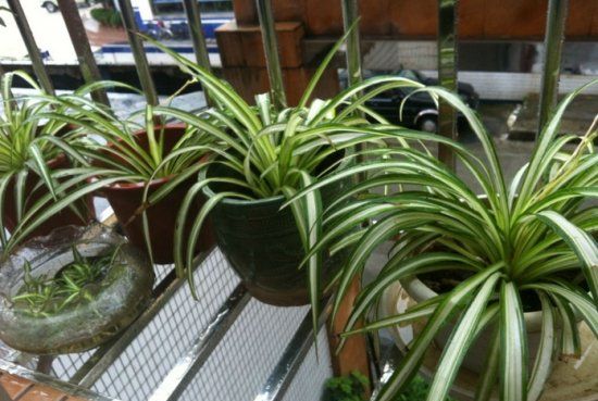 金边吊兰叶子发黄是怎么回事,金边吊兰可以放在室内养吗卧室养吗图2