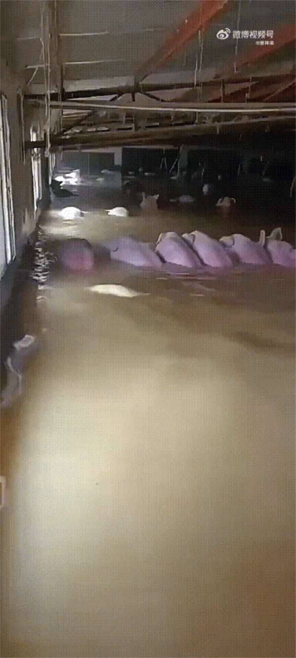 猪会游泳吗??猪会游泳吗百度百科-第1张图片-