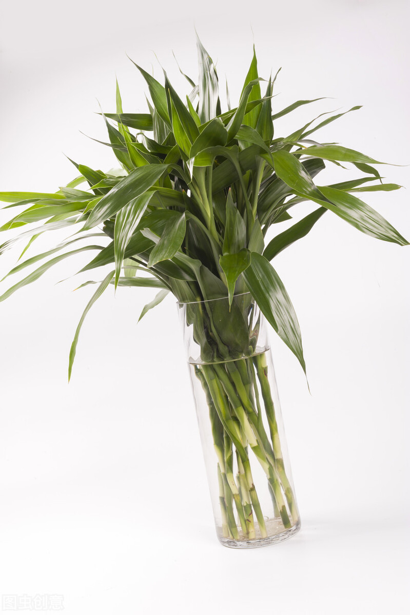 绿竹怎么养才能更旺盛(想让富贵竹长得旺盛把握好3点)