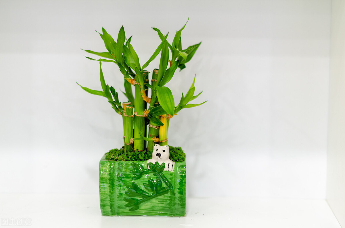 绿竹怎么养才能更旺盛(想让富贵竹长得旺盛把握好3点)