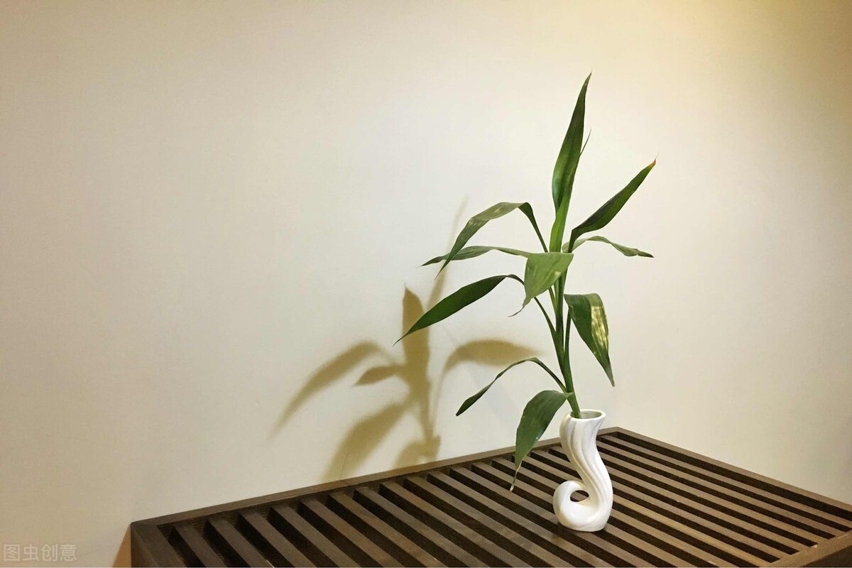 绿竹怎么养才能更旺盛(想让富贵竹长得旺盛把握好3点)