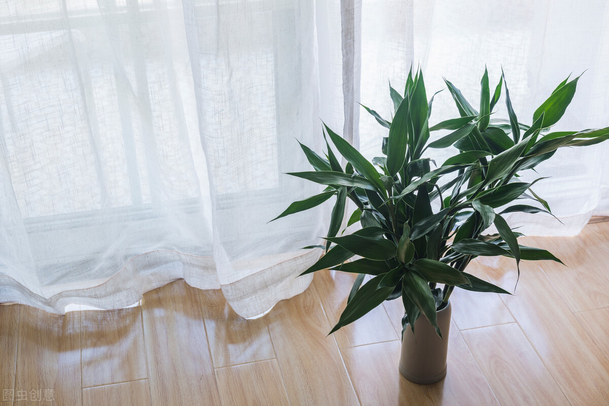 绿竹怎么养才能更旺盛(想让富贵竹长得旺盛把握好3点)