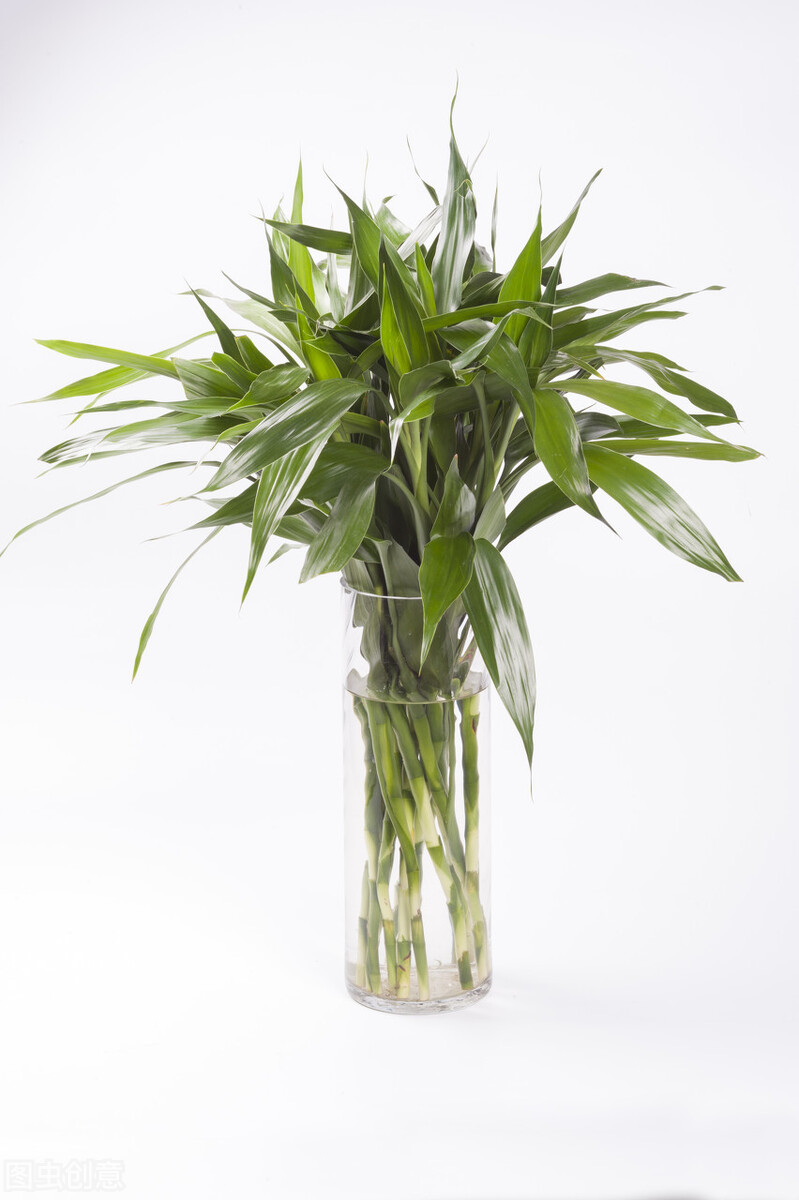 绿竹怎么养才能更旺盛(想让富贵竹长得旺盛把握好3点)