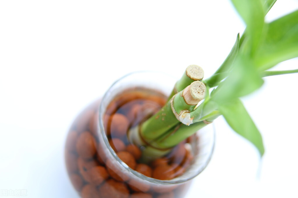 绿竹怎么养才能更旺盛(想让富贵竹长得旺盛把握好3点)